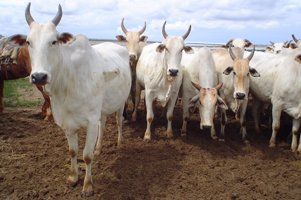Como as geotecnologias ajudam o agronegócio
