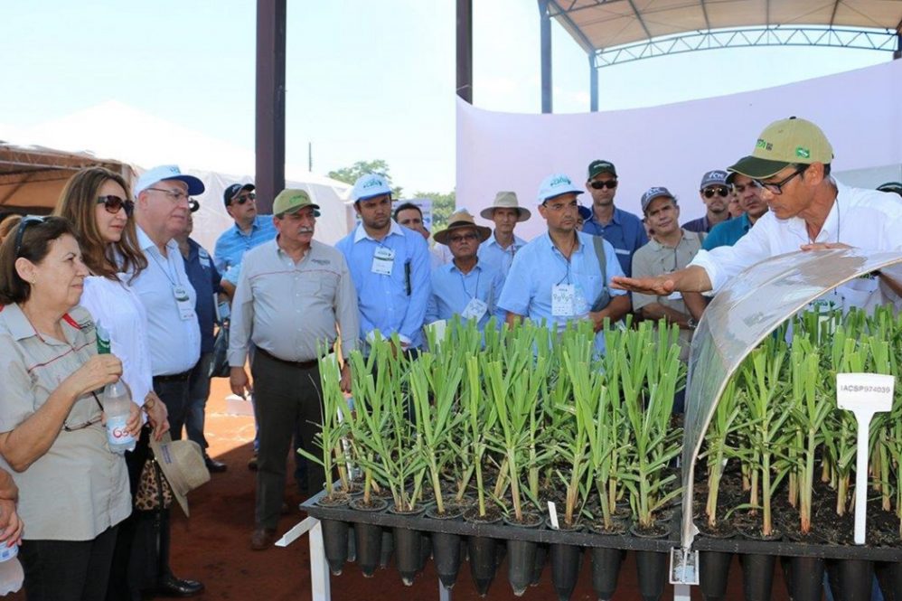 Como a tecnologia transforma o plantio da cana de açúcar