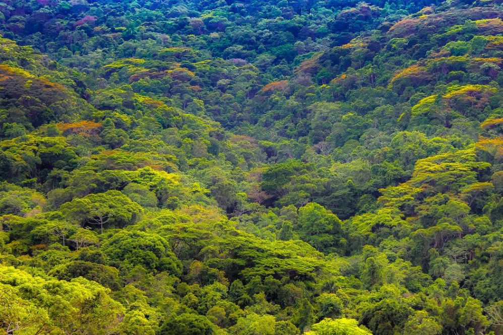 WWF-Brasil lança desafio de restauração florestal