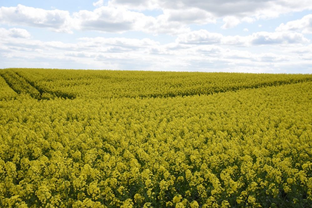 Novas tecnologias prometem levar internet para o campo