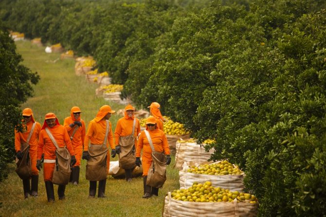 A Citrosuco enfrenta escassez de mão de obra na colheita da laranja / Divulgação