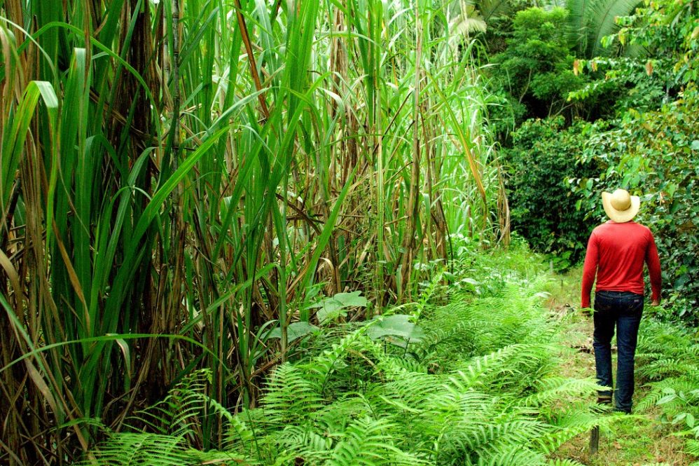 Scale-Up Endeavor e outras oportunidades para startups